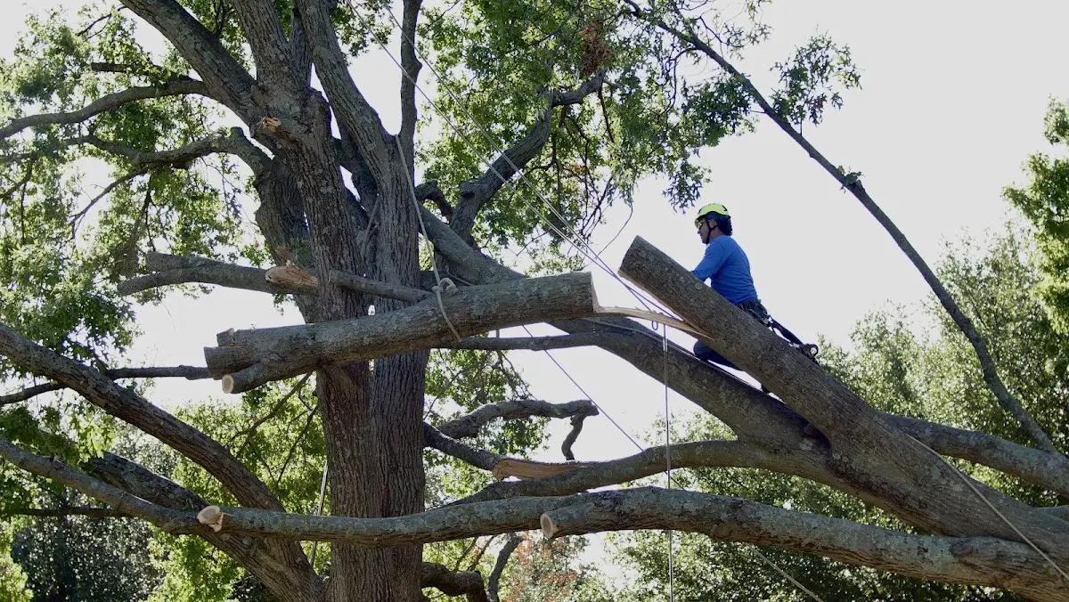 Professional Crown Thinning performed by certified arborists in Smyer